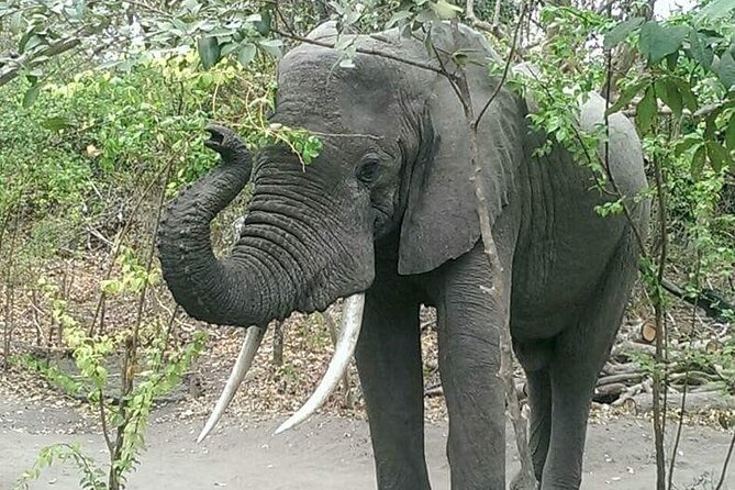 The Admirable Mikumi National Park - 2 Days - The service style and the available praise