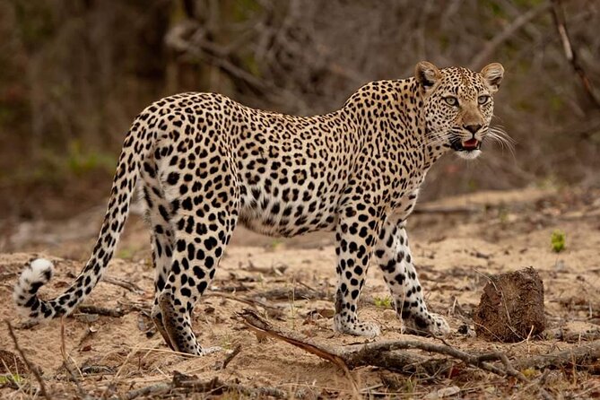 The Admirable Mikumi National Park - 2 Days - Who should book this Mikumi trip?