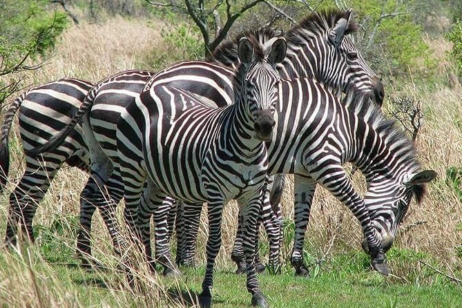 The Admirable Mikumi National Park - 2 Days - Day one: from Dar es Salaam to a sunset game drive