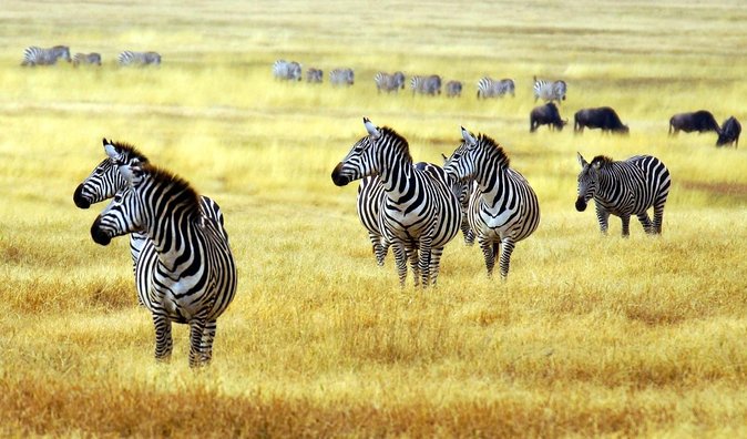 The Amaizing Private Day Trip to the lovely Arusha National Park - Key things to know before booking