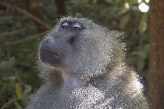 The Amaizing Private Day Trip to the lovely Arusha National Park - The two-hour walking safari with a ranger