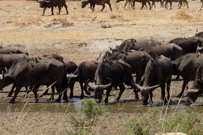 The Amaizing Private Day Trip to the lovely Arusha National Park - Forest views and Mount Meru