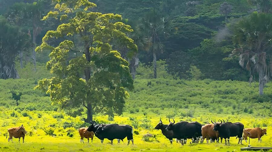 The Authentic Sunset Of Baluran National Park Banyuwangi - Evergreen Forest and the search for movement