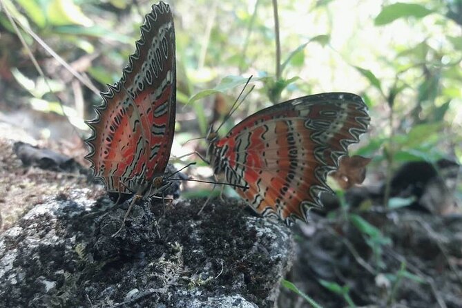 The Best One Day Trip Of Doi Inthanon National Park - What the guide can add to a private day