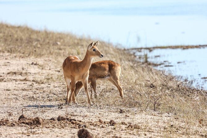 The Mosi oa Tunya National Park Game Drive - What the Zambezi section adds