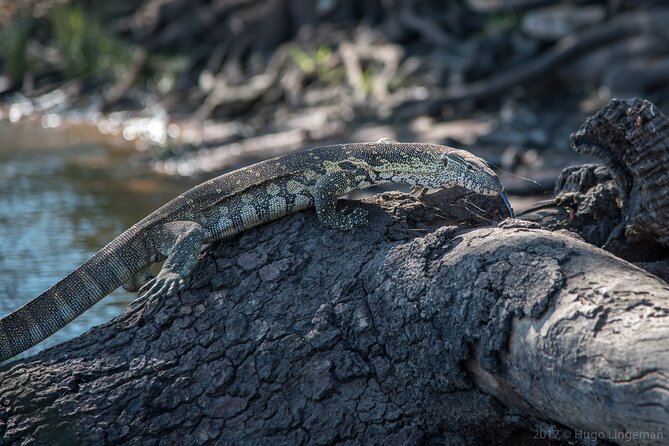 The Mosi oa Tunya National Park Game Drive - A second wildlife search after lunch