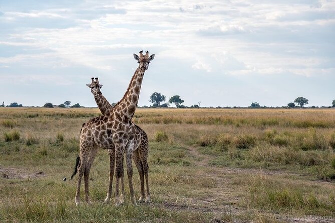 The Mosi oa Tunya National Park Game Drive - The guide can make or break the morning