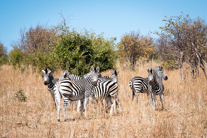 The Mosi oa Tunya National Park Game Drive - White rhinos are the highlight