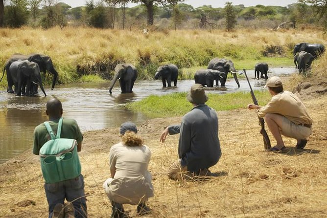 Three days Mikumi National Park, game drive and walking safari inside the park - Why Mikumi works for a three-day safari from Dar es Salaam