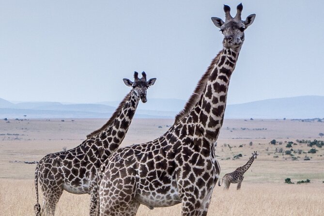 Three Days Ngorongoro crater, Lake Manyara and Taragire National Park (Joining) - Day 3: Tarangire’s elephant country and giant baobabs
