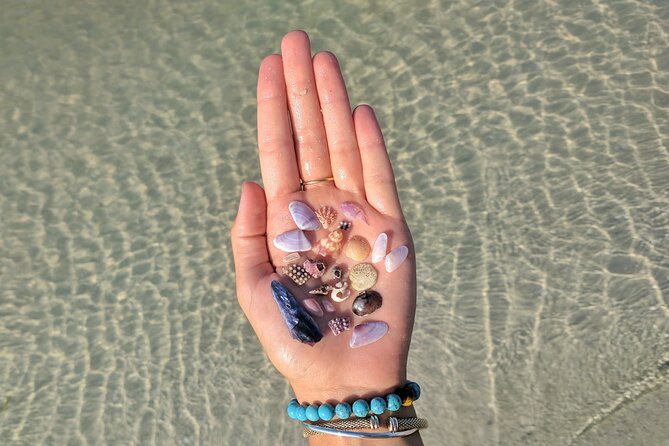 Three Hour Shelling Cruise to Shell Key Preserve from John's Pass - Key points to know before you book