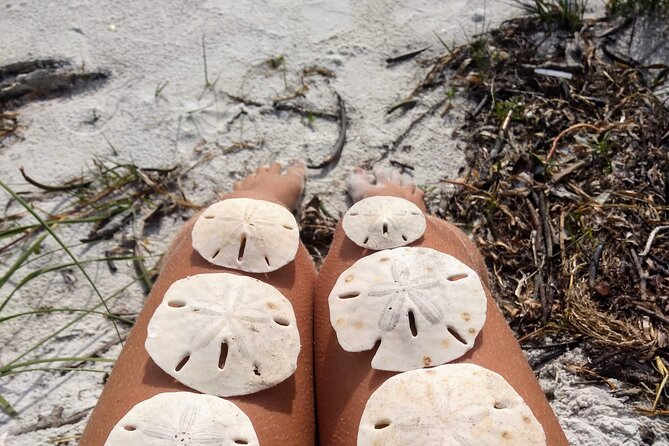 Three Hour Shelling Cruise to Shell Key Preserve from John's Pass - From John’s Pass to Shell Key Preserve