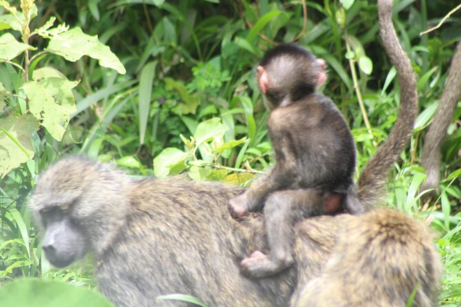 Tour at Arusha National Park - Starting in Arusha at 9:30 AM
