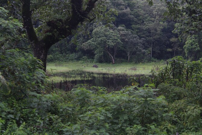Tour at Arusha National Park - Optional Walking and Canoeing