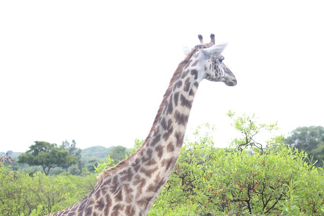 Tour at Arusha National Park - Who Should Book This Day Safari?