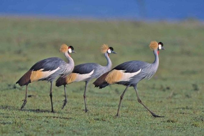 Tour: Giraffe Center and Nairobi National Park - Starting at the Giraffe Centre
