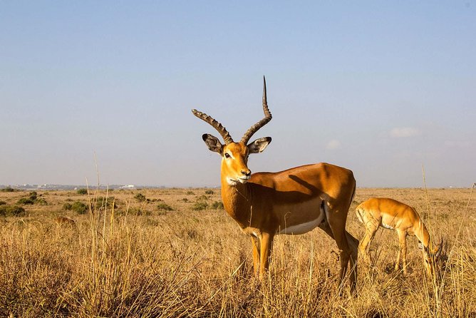 Tour: Giraffe Center and Nairobi National Park - What the guide adds to the day