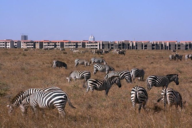 Tour: Giraffe Center and Nairobi National Park - Who should book this experience?