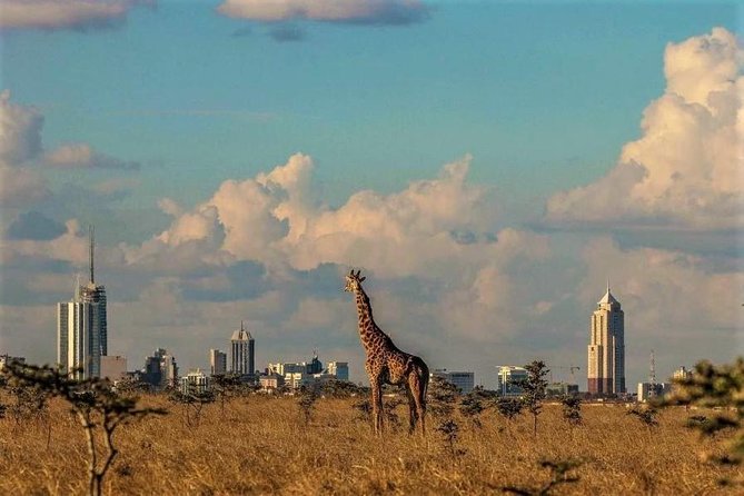 Tour: Giraffe Center and Nairobi National Park - Should you book it?