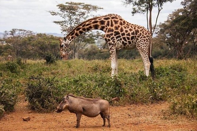 Tour: Giraffe Center and Nairobi National Park - Three hours inside Nairobi National Park