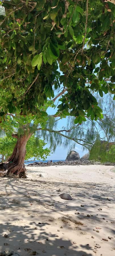 Tour Mahe Seychelles your way. Victoria national park beache - Beach time at Takamaka, Anse Royale, and beyond