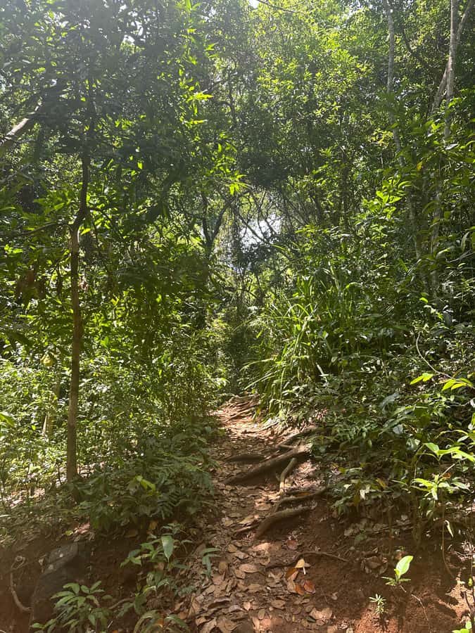 Tour to Lokobe National Park - The two-hour break adds a local side to the day