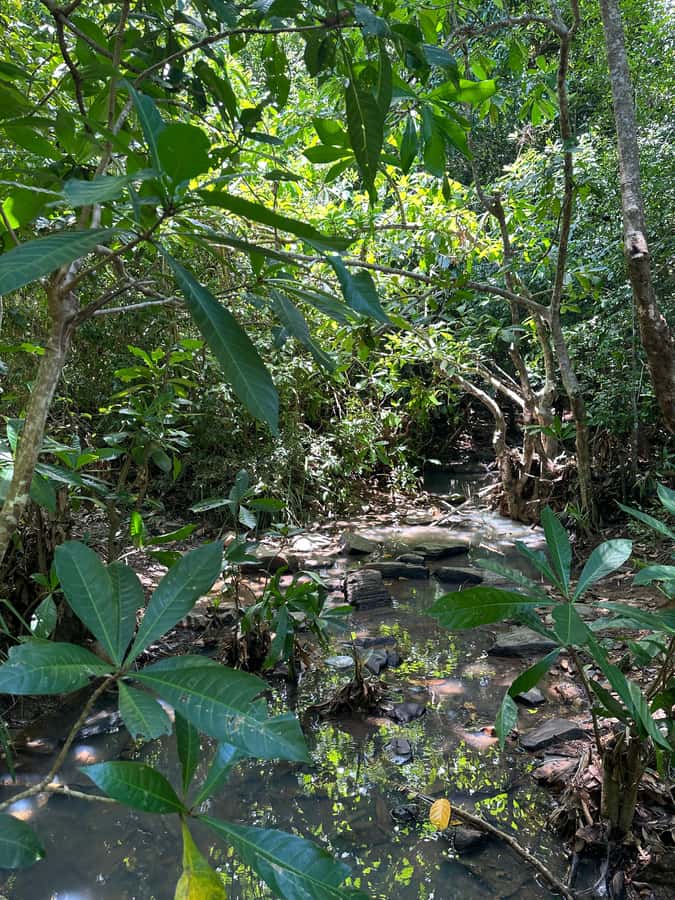 Tour to Lokobe National Park - The return crossing completes the eight-hour rhythm