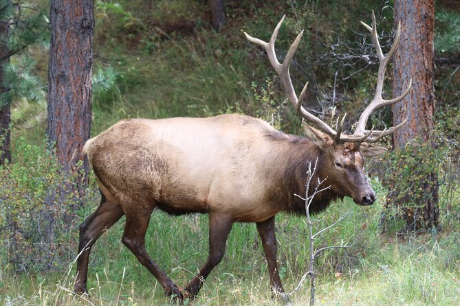 Trail Ridge Road Rocky Mountain National Park Private Tour - Key points to know before booking