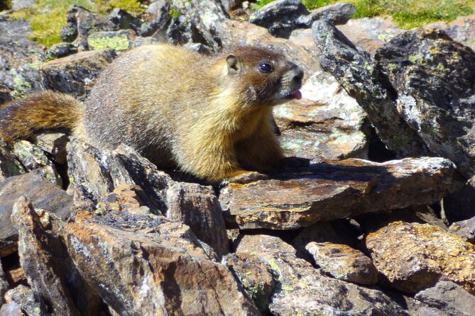 Trail Ridge Road Rocky Mountain National Park Private Tour - What the $195 price includes