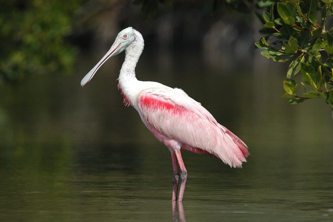 Two-Hour Everglades Dolphin, Manatee and Birding Boat Tour - Why this two-hour trip reaches the real Everglades