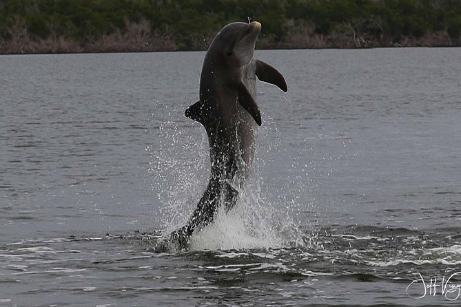 Two-Hour Everglades Dolphin, Manatee and Birding Boat Tour - Starting at Parkway Motel and Marina in Chokoloskee