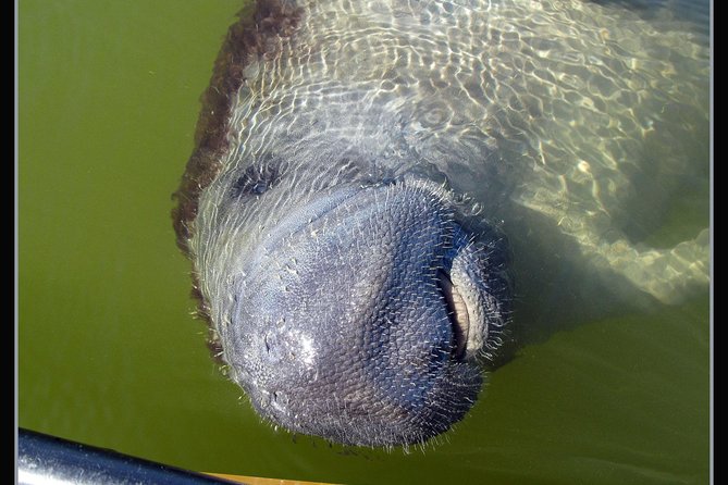 Two-Hour Everglades Dolphin, Manatee and Birding Boat Tour - Dolphins, manatees, and the luck of the day
