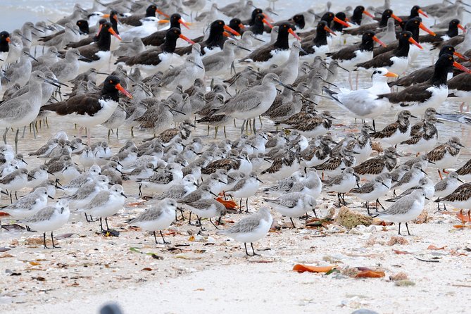 Two-Hour Everglades Dolphin, Manatee and Birding Boat Tour - Birding in a park made for living systems