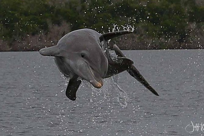 Two-Hour Everglades Dolphin, Manatee and Birding Boat Tour - Shells, horseshoe crabs, and island stops