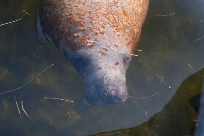 Two-Hour Everglades Dolphin, Manatee and Birding Boat Tour - The captains make a real difference
