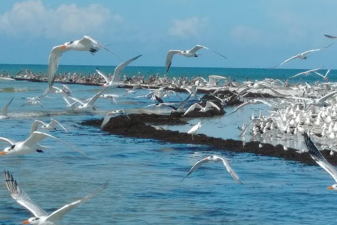 Two-Hour Everglades Dolphin, Manatee and Birding Boat Tour - Out among the mangroves and islands