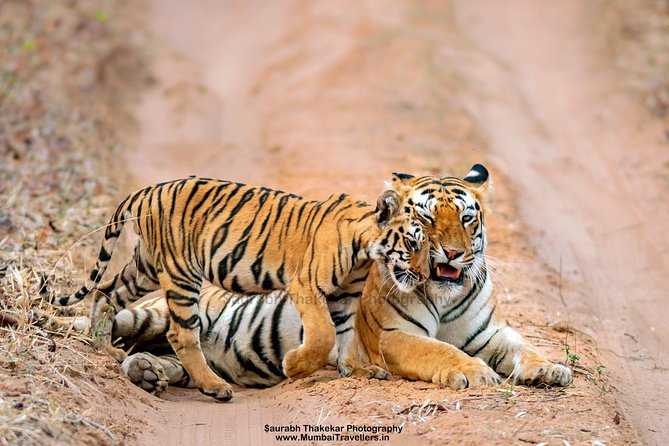 Two Night Tiger Safari Experience at Tadoba National Park &Transfers From Nagpur - What makes this Tadoba trip worth considering