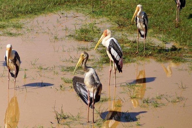 Udawalawa National Park half day Safari - From Galle to the park: what the long day means