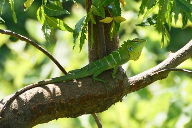 Udawalawa National Park half day Safari - Inside the park: three hours in a 4WD jeep