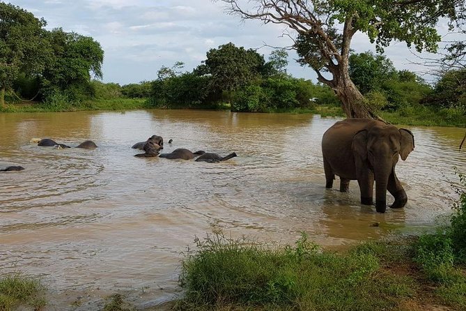 Udawalawa National Park half day Safari - Is $85 good value?