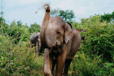 Udawalawe National Park: Elephant Safari with Expert Guide