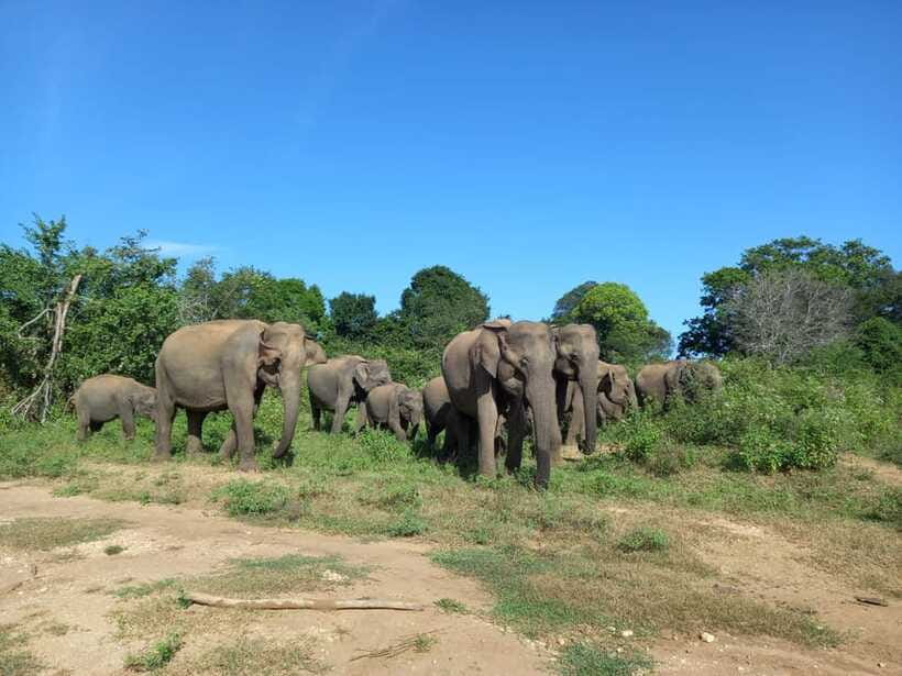 Udawalawe National Park: Elephant Safari with Expert Guide - Practical packing advice for the open jeep