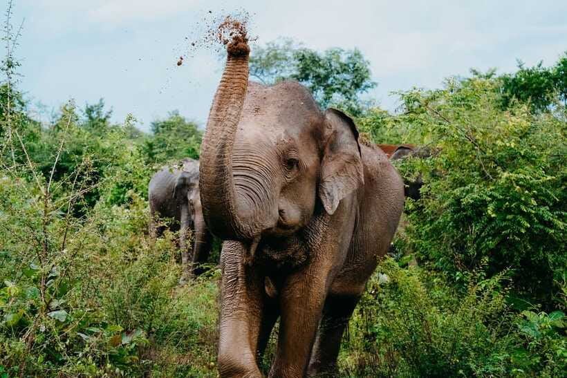 Udawalawe National Park: Elephant Safari with Expert Guide - Who should book this safari