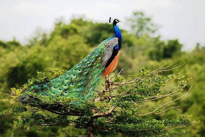Udawalawe National Park Private Safari - Key points to know before booking