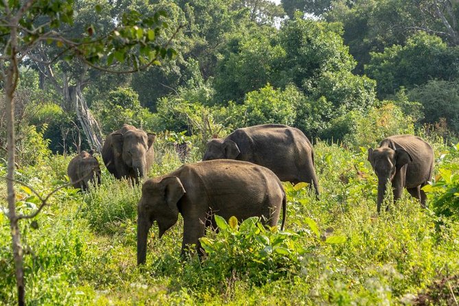 Udawalawe National Park Private Safari - The private format and the guide’s role