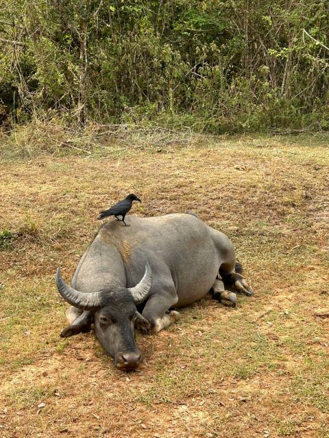 Udawalawe National Park Safari and Elephant Transit Home - What the $40 price really covers