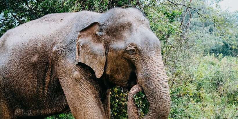 Udawalawe National Park Safari and Elephant Transit Home - Timing, comfort, and practical limits