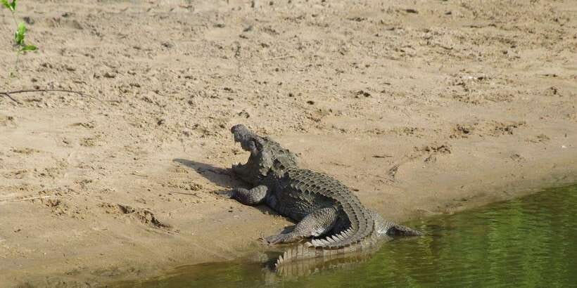 Udawalawe National Park Safari and Elephant Transit Home - A four-hour search through grassland, forest, and wetland
