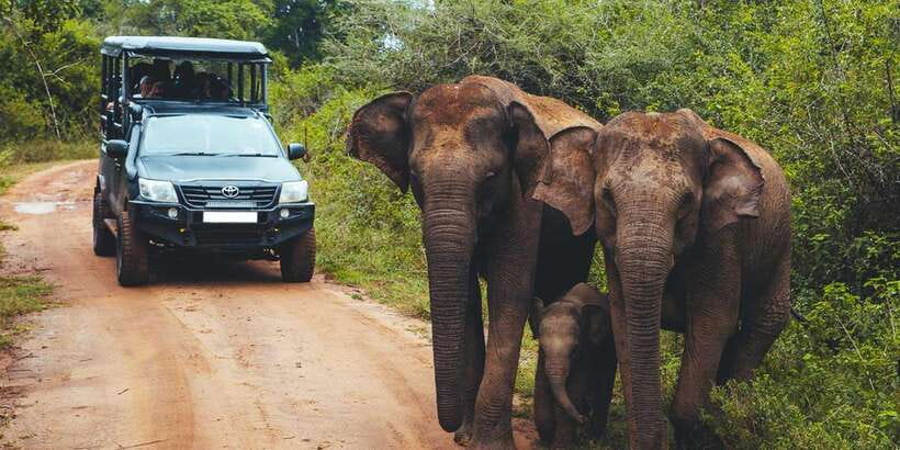 Udawalawe: National Park Safari & Elephant Transit Home Tour - Should you book it?
