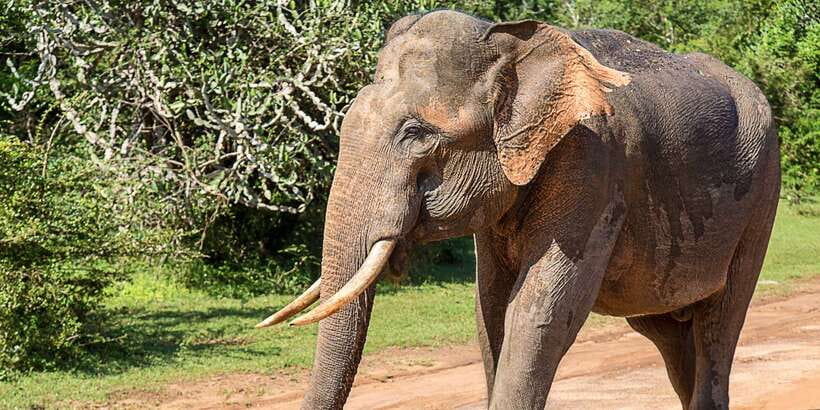 Udawalawe: National Park Safari & Elephant Transit Home Tour - Why Udawalawe works so well for an elephant safari